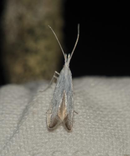 Coleophora sp.